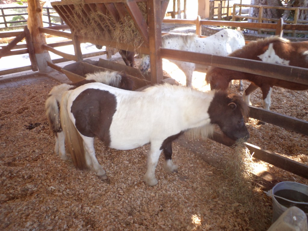Foto de San Mateo (Alajuela), Costa Rica