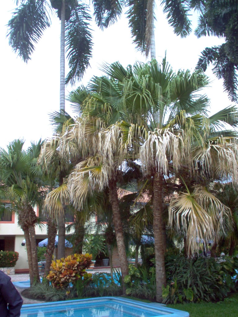 Foto de Santa Rosa de Copan (Copán), Honduras