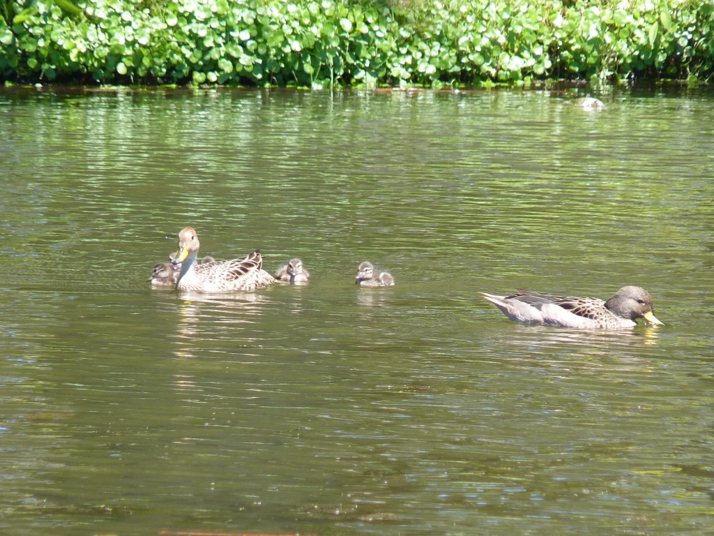 Foto: Parque Independencia, Lago - Tandil (Buenos Aires), Argentina