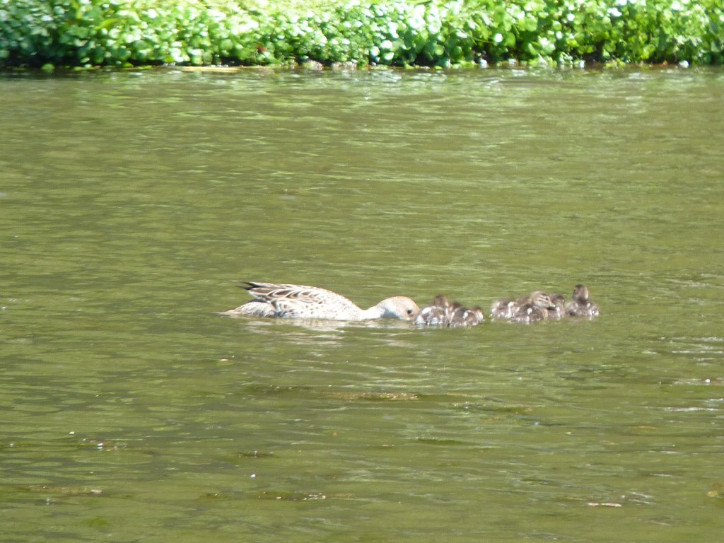 Foto: Parque Independencia, Lago - Tandil (Buenos Aires), Argentina