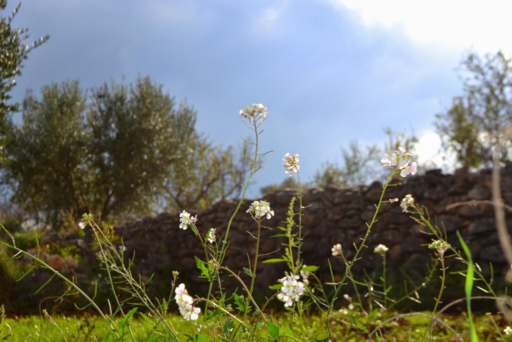 Foto: Atardecer en los olivos. - Torrelles de Foix (Barcelona), España