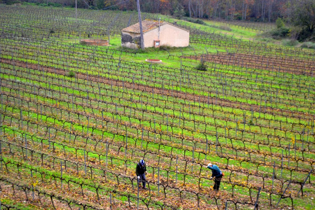 Foto: La poda de las viñas - Sant Marti Sarroca (Barcelona), España