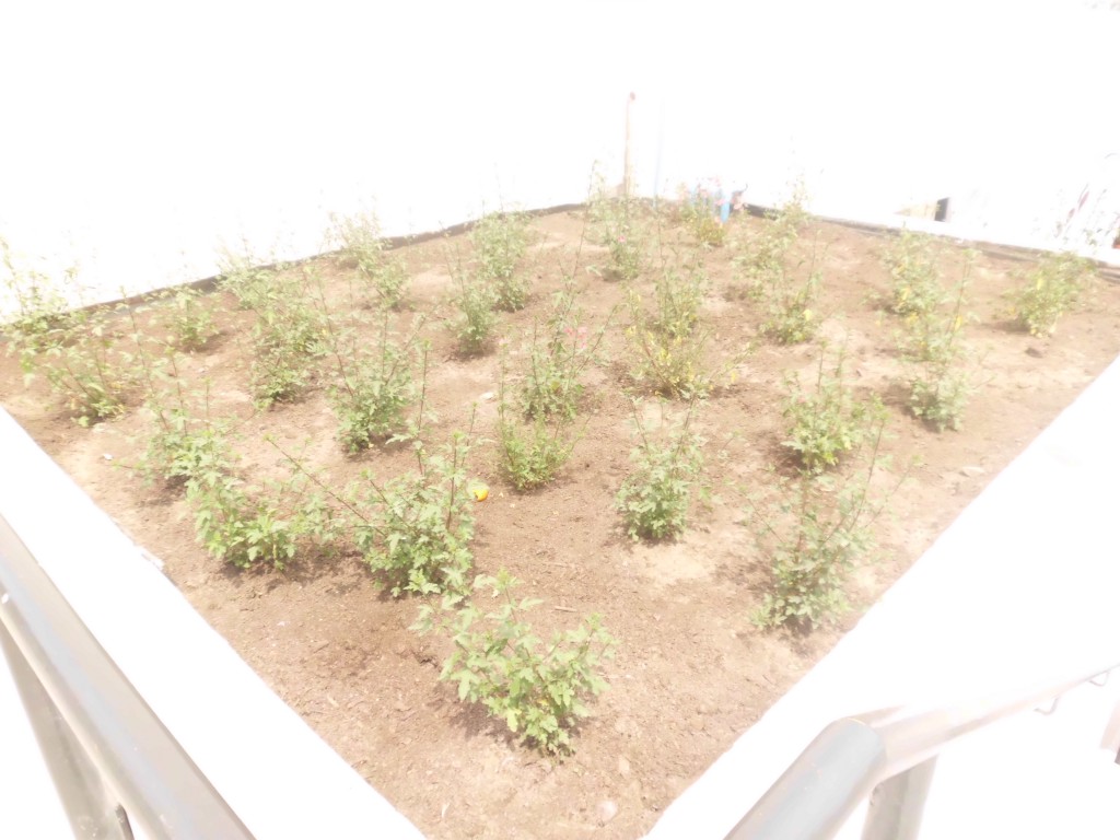 Foto: Plaza Condell - Iquique (Tarapacá), Chile