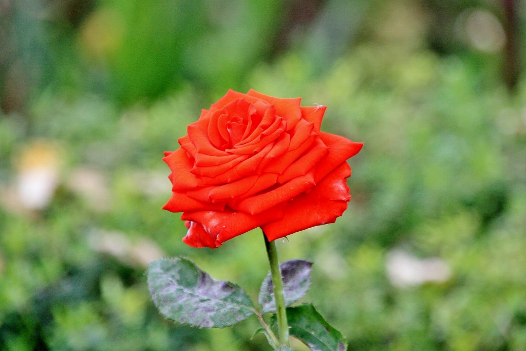 Foto: La Alhambra: jardines - Granada (Andalucía), España