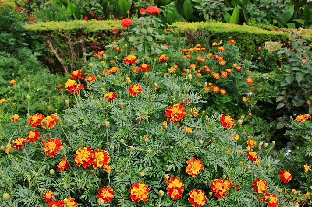 Foto: La Alhambra: jardines - Granada (Andalucía), España