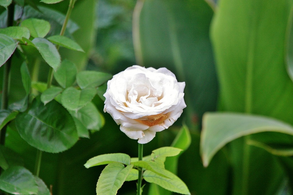 Foto: La Alhambra: jardines - Granada (Andalucía), España