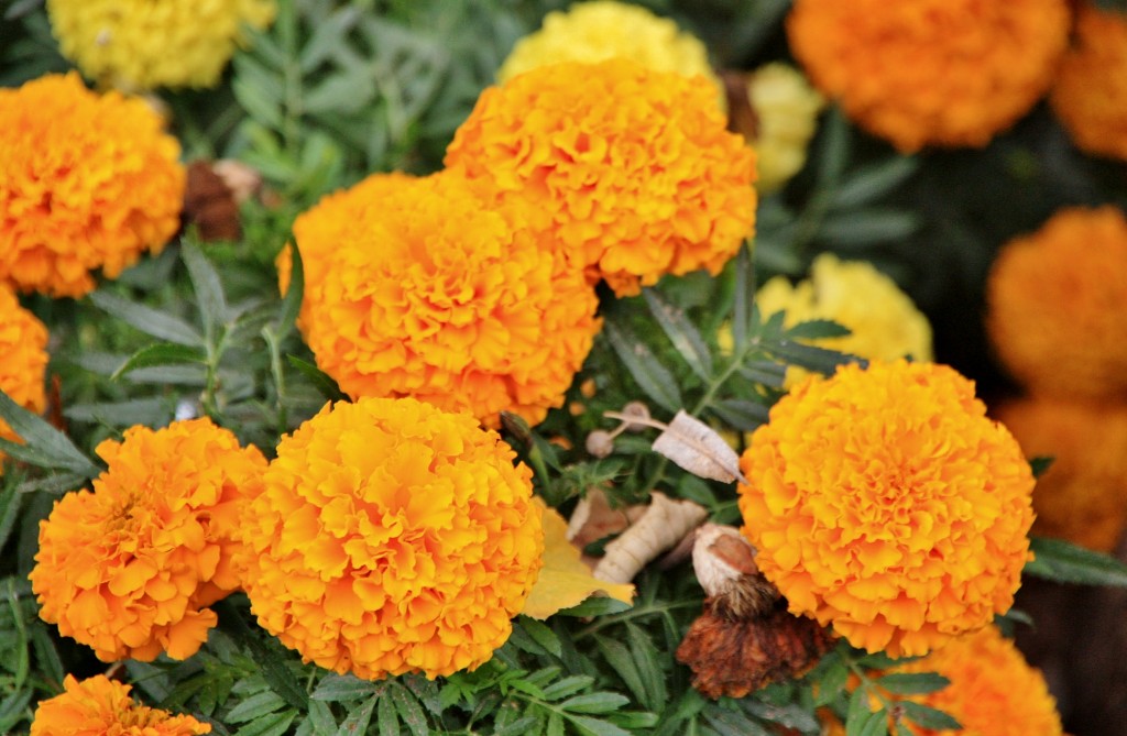 Foto: La Alhambra: jardines - Granada (Andalucía), España