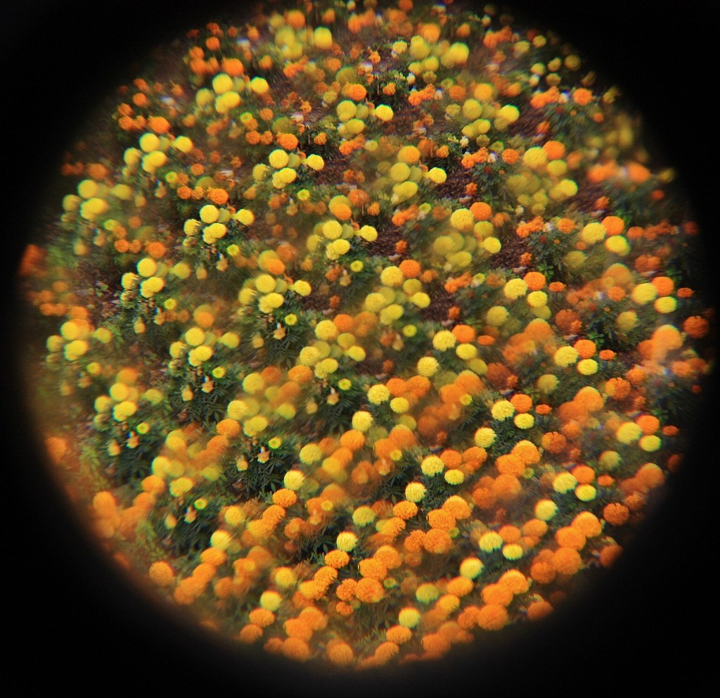 Foto: La Alhambra: jardines - Granada (Andalucía), España