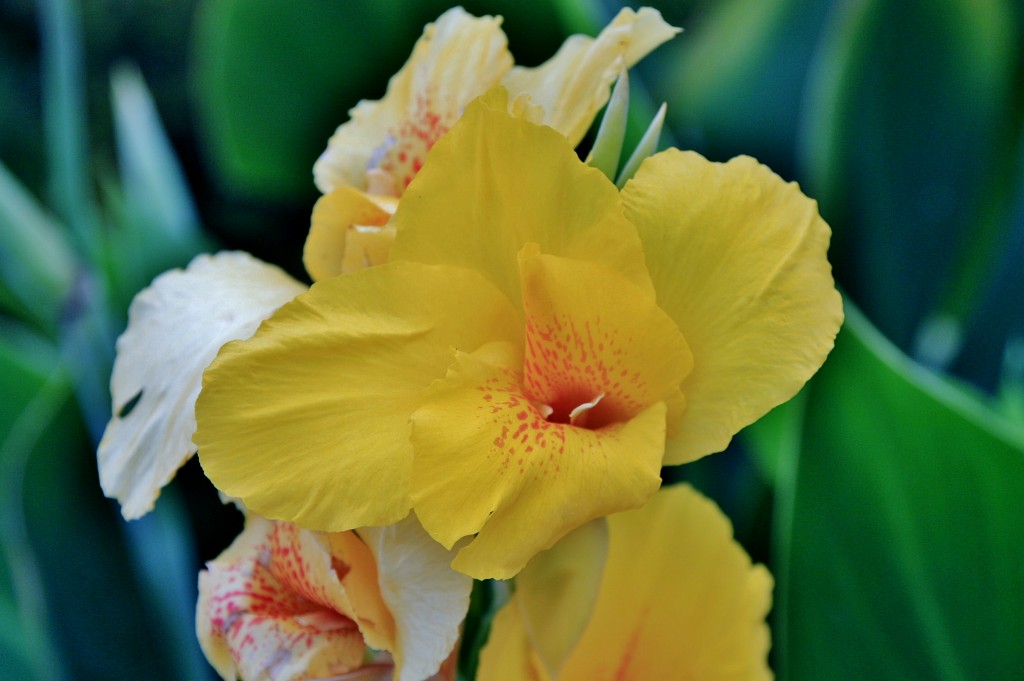 Foto: La Alhambra: jardines - Granada (Andalucía), España