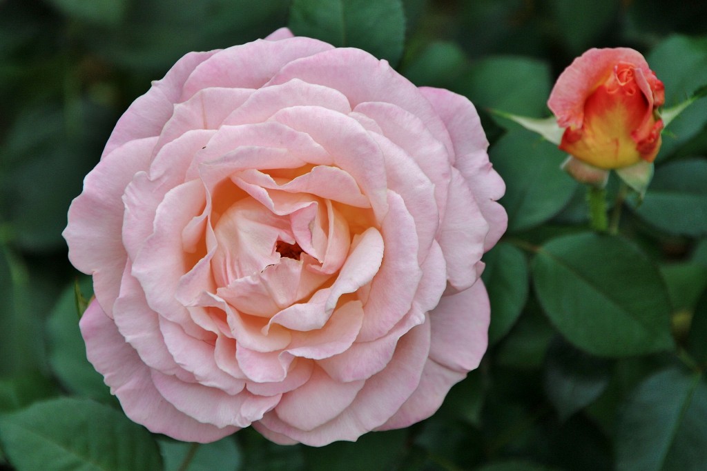 Foto: La Alhambra: jardines - Granada (Andalucía), España