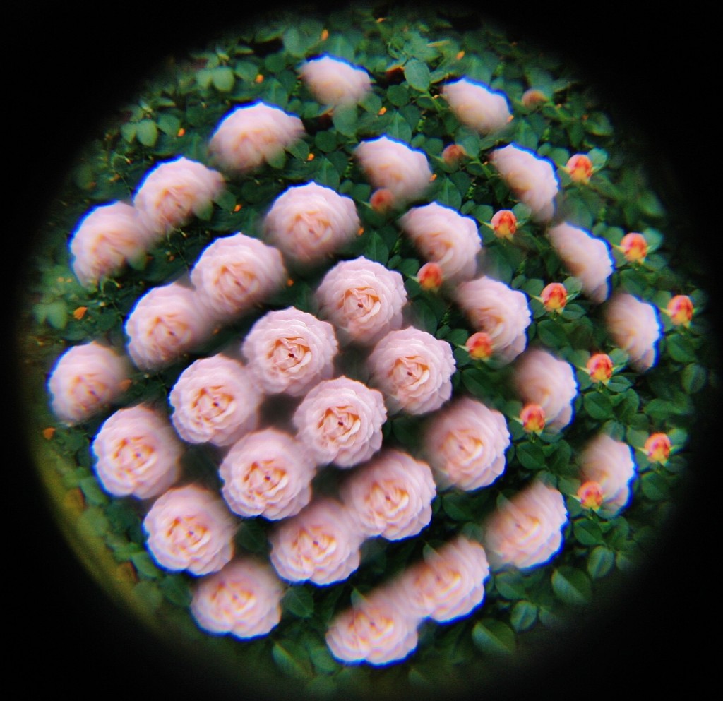 Foto: La Alhambra: jardines - Granada (Andalucía), España