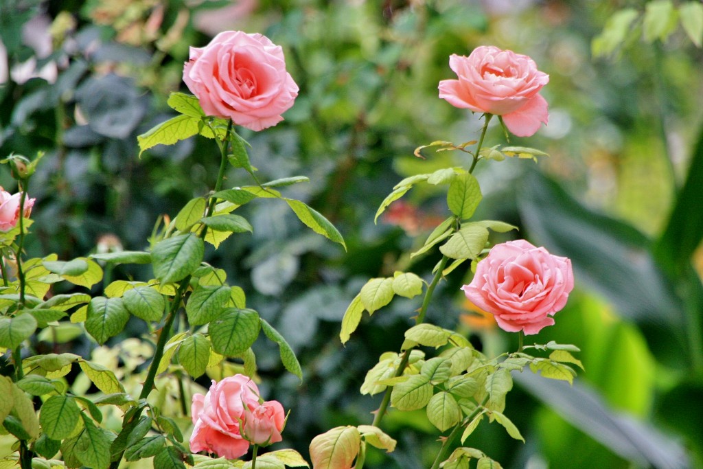 Foto: La Alhambra: jardines - Granada (Andalucía), España