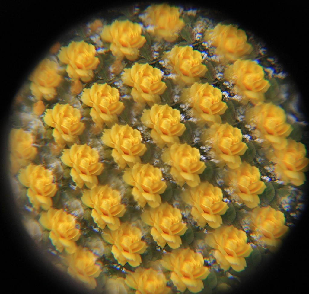 Foto: La Alhambra: jardines - Granada (Andalucía), España