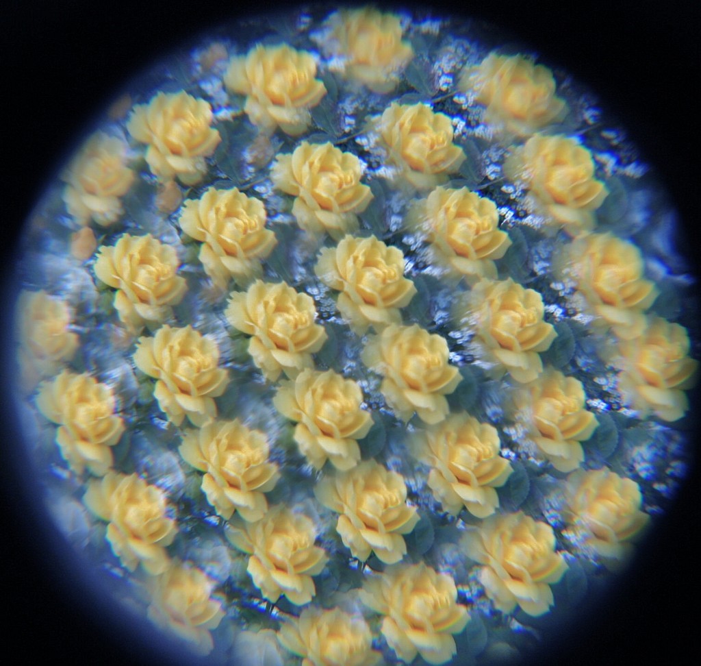 Foto: La Alhambra: jardines - Granada (Andalucía), España