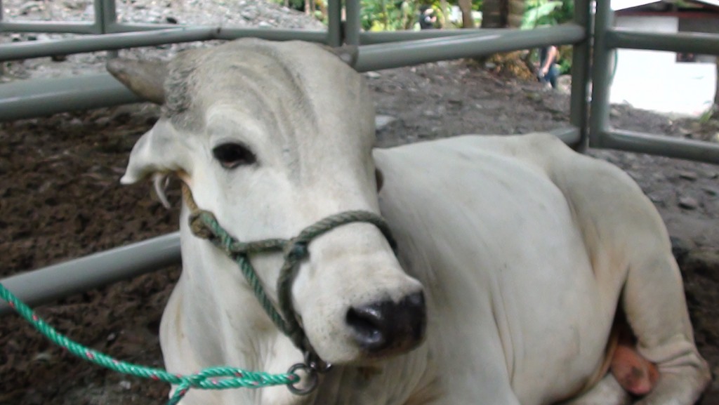 Foto: Ganado - Puyo (Pastaza), Ecuador