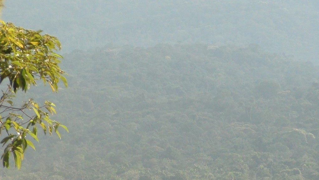 Foto: Paisaje - Puyo (Pastaza), Ecuador