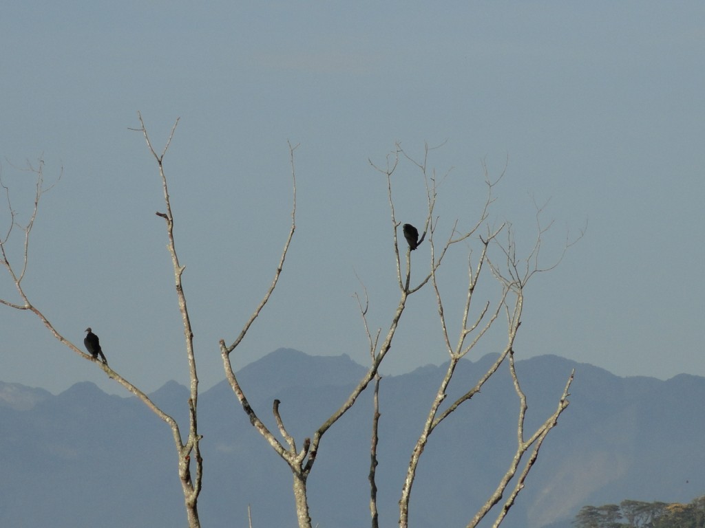 Foto: Pajaros - Puyo (Pastaza), Ecuador