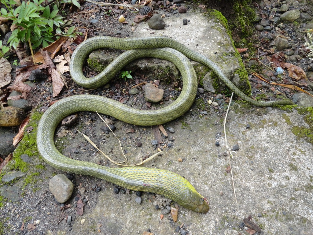 Foto: Serpiente - Puyo (Pastaza), Ecuador