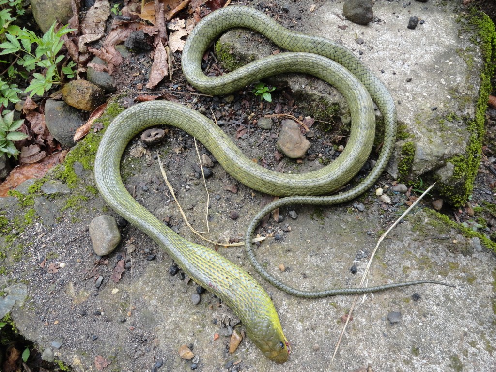 Foto: Serpiente - Puyo (Pastaza), Ecuador