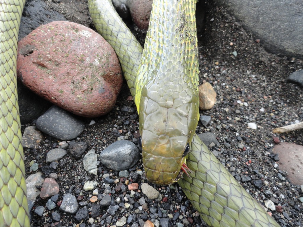 Foto: Serpiente - Puyo (Pastaza), Ecuador
