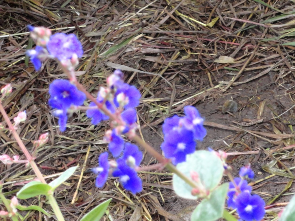 Foto: Flor - Puyo (Pastaza), Ecuador