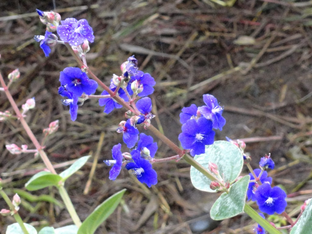 Foto: Flor - Puyo (Pastaza), Ecuador