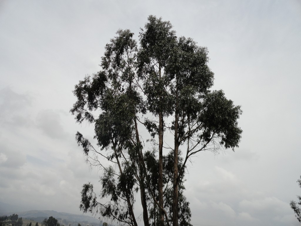 Foto: Eucalipto - Colta Cantón, Ecuador