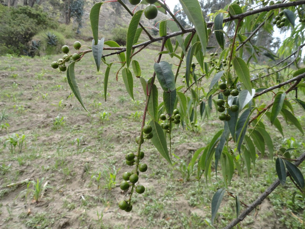Foto: Mata de capuli - Colta Cantón, Ecuador