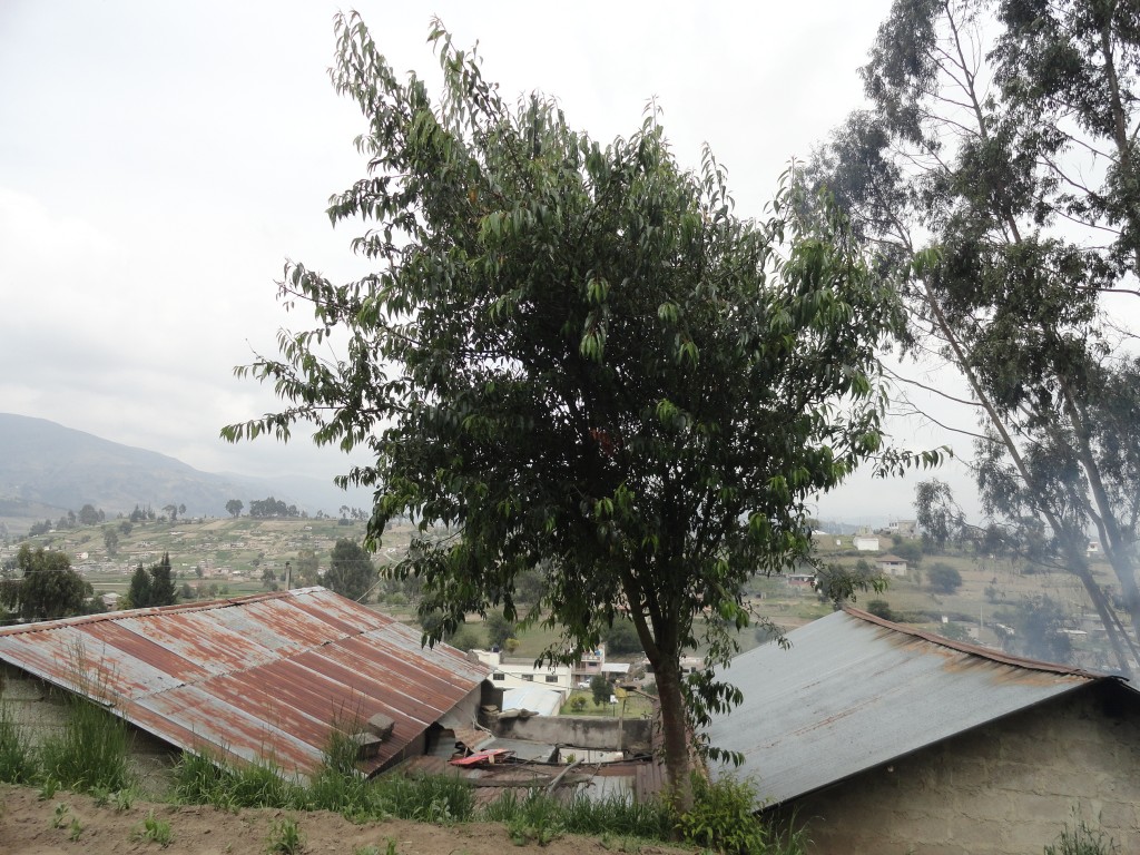 Foto: capuli - Colta Cantón, Ecuador
