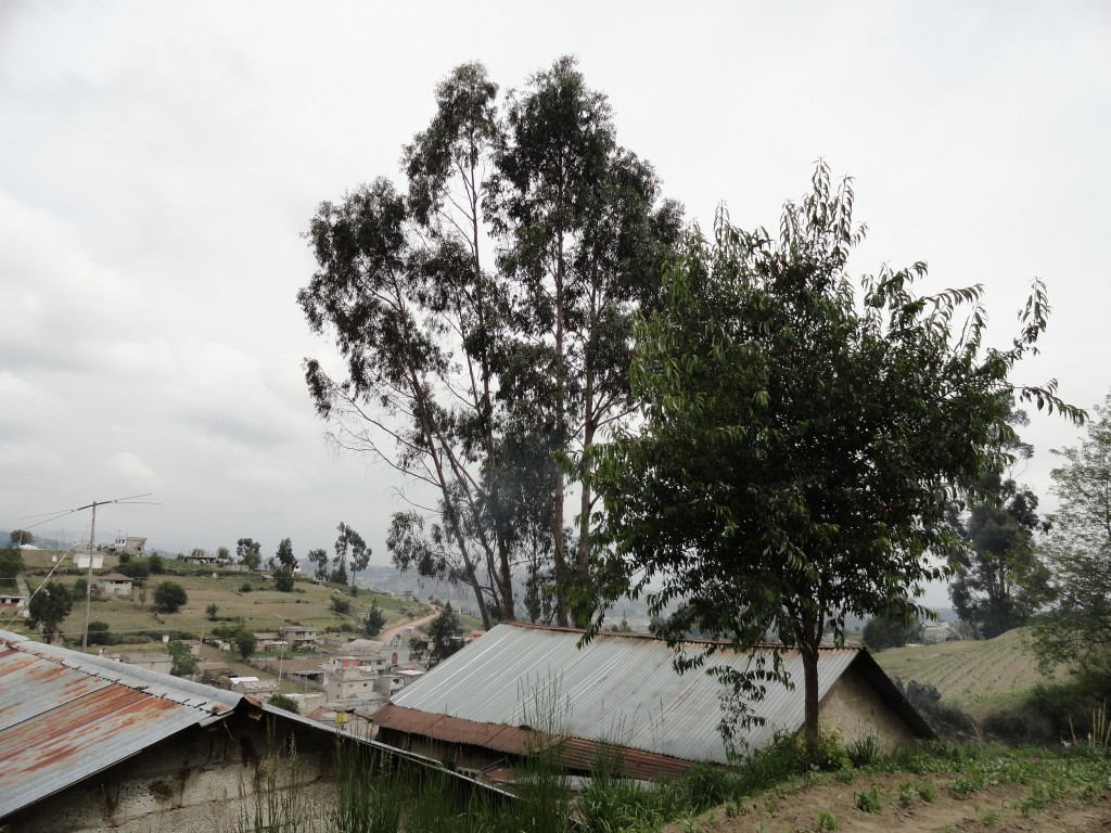 Foto: Árboles - Colta Cantón (Chimborazo), Ecuador