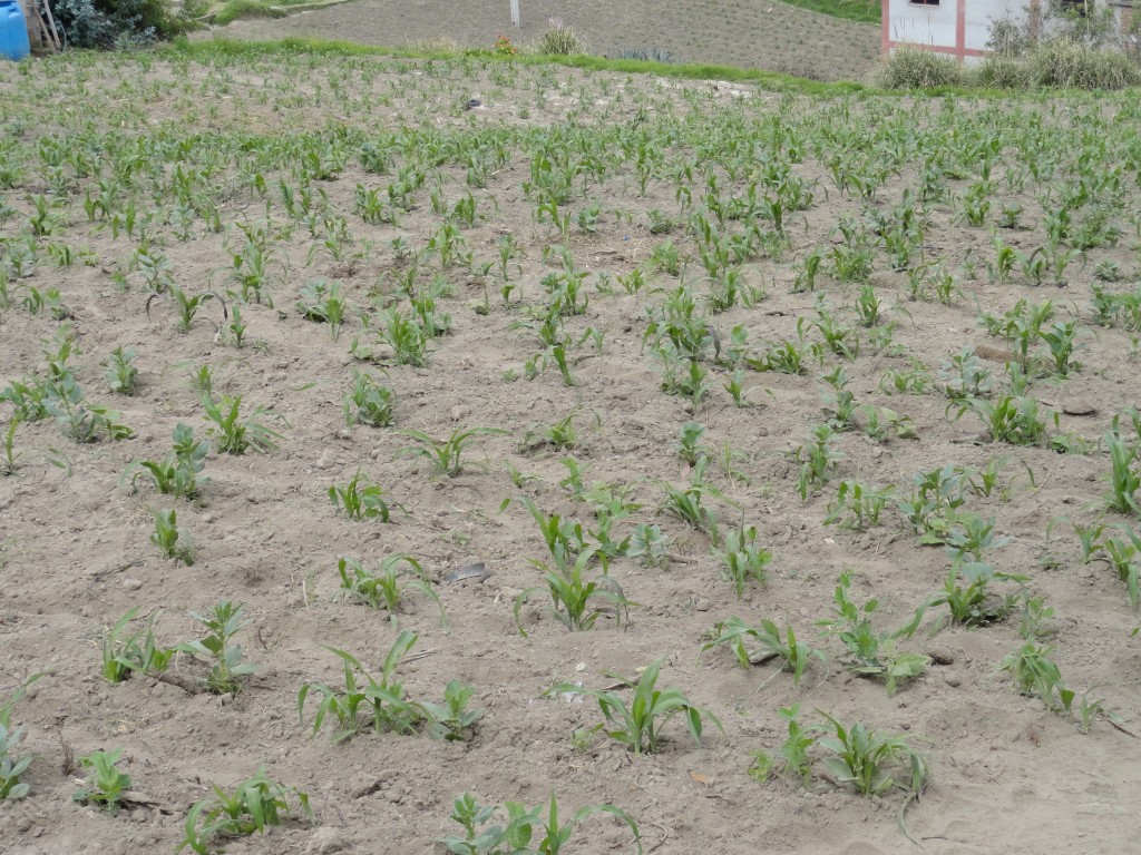 Foto: Maizal - Colta Cantón (Chimborazo), Ecuador