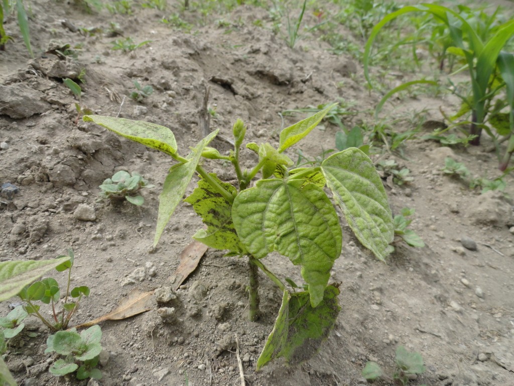 Foto: Mata de frejol - Colta Cantón (Chimborazo), Ecuador