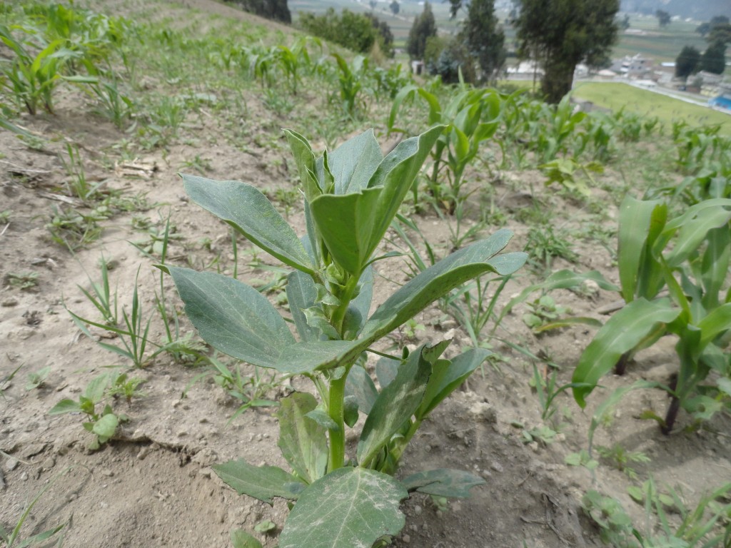 Foto: Mata de haba - Colta Cantón (Chimborazo), Ecuador