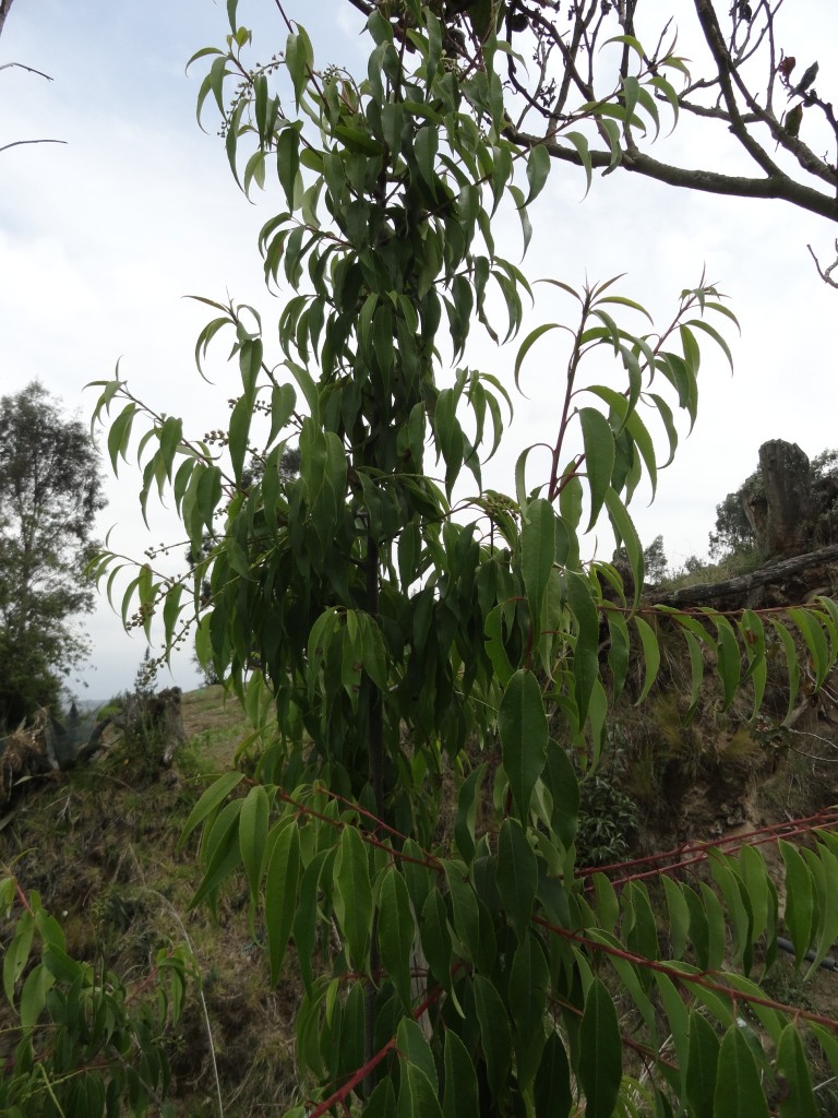 Foto: Mata de capuli - Colta Cantón (Chimborazo), Ecuador