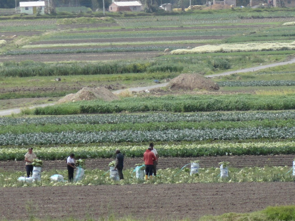 Foto: Cosechando hortalizas - Colta (Chimborazo), Ecuador