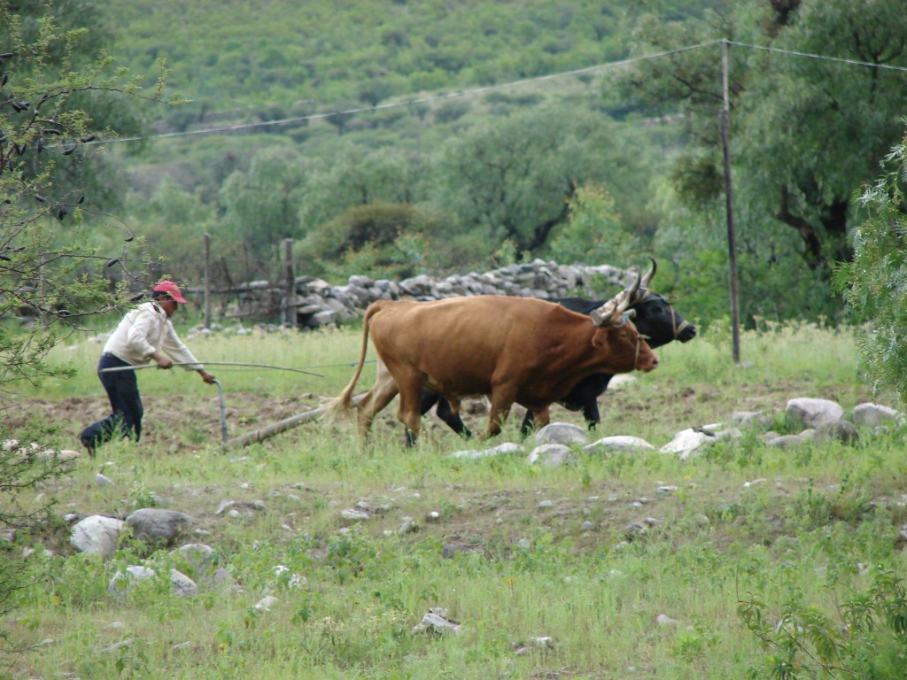 Foto: Tractor tarijeño - Tarija, Bolivia