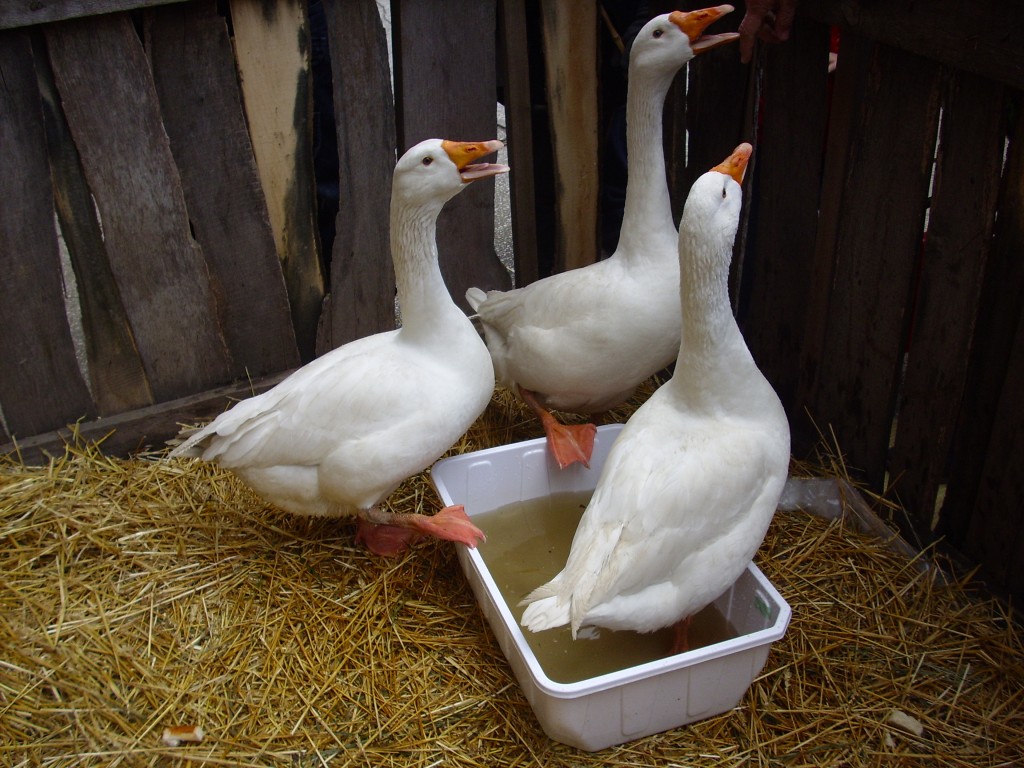 Foto de Budapest, Hungría