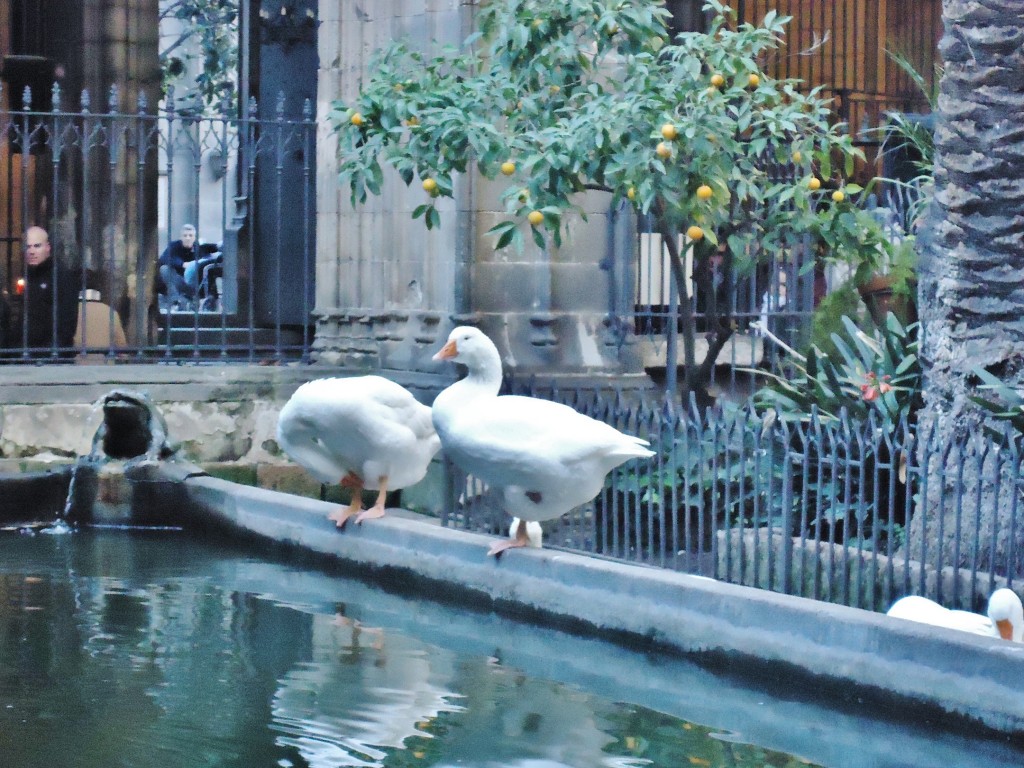 Foto: Claustro de la catedral - Barcelona (Cataluña), España