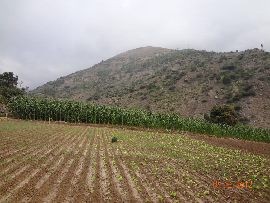 Foto: Chacra de maiz - Samne (La Libertad), Perú
