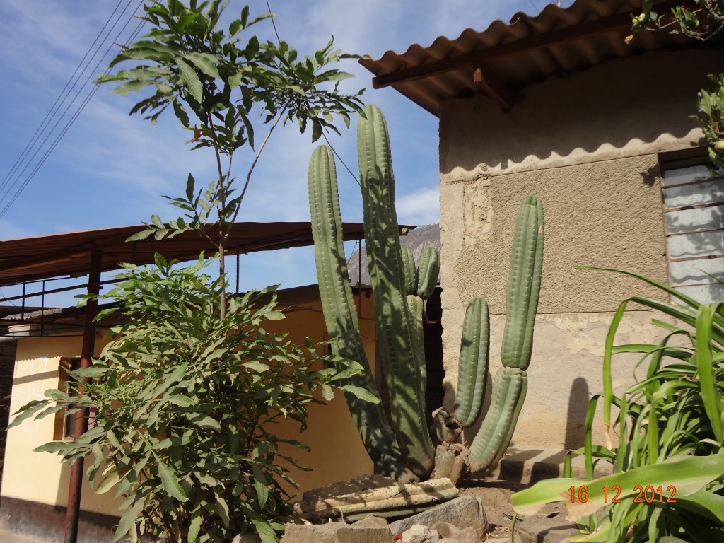 Foto de Samne (La Libertad), Perú