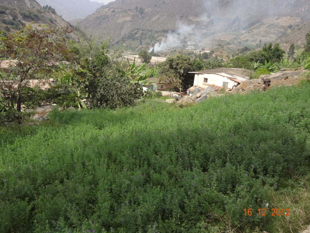 Foto: Chacra de alfalfa - Samne (La Libertad), Perú