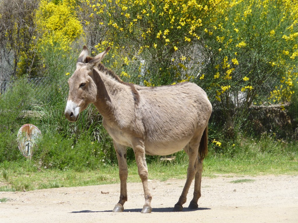 Foto: Sierra del Tigre. - Tandil (Buenos Aires), Argentina