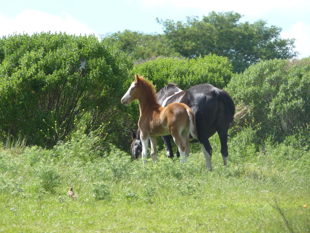 Foto: La Cascada - Tandil (Buenos Aires), Argentina