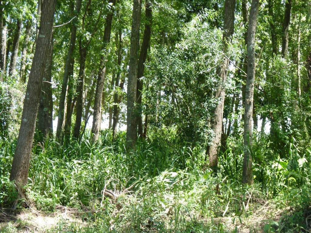 Foto: Camping La Torre - Paraná Guazú (Entre Ríos), Argentina