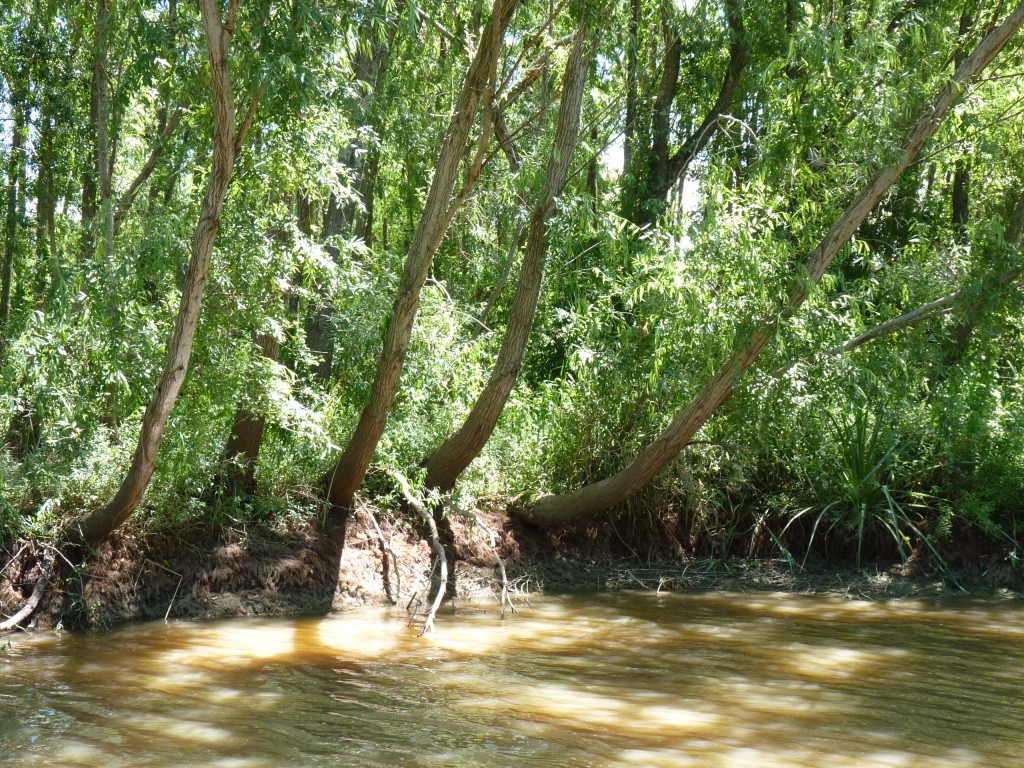Foto: Camping La Torre - Paraná Guazú (Entre Ríos), Argentina