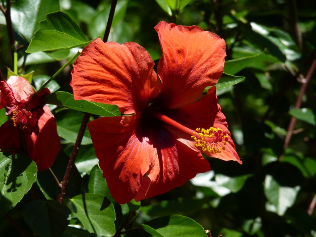 Foto: Rosa china - Paraná Guazú (Entre Ríos), Argentina