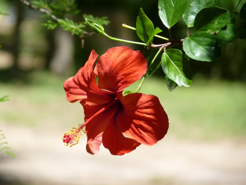 Foto: Rosa china - Paraná Guazú (Entre Ríos), Argentina