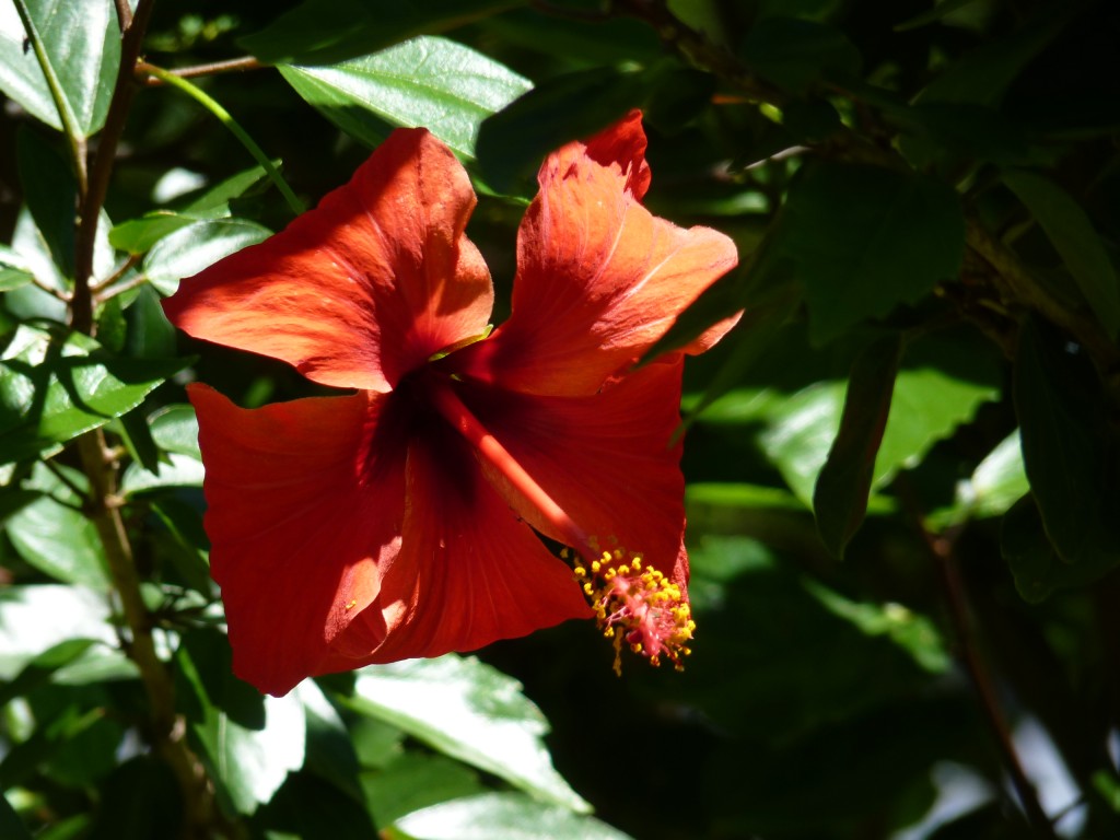 Foto: Rosa china - Paraná Guazú (Entre Ríos), Argentina