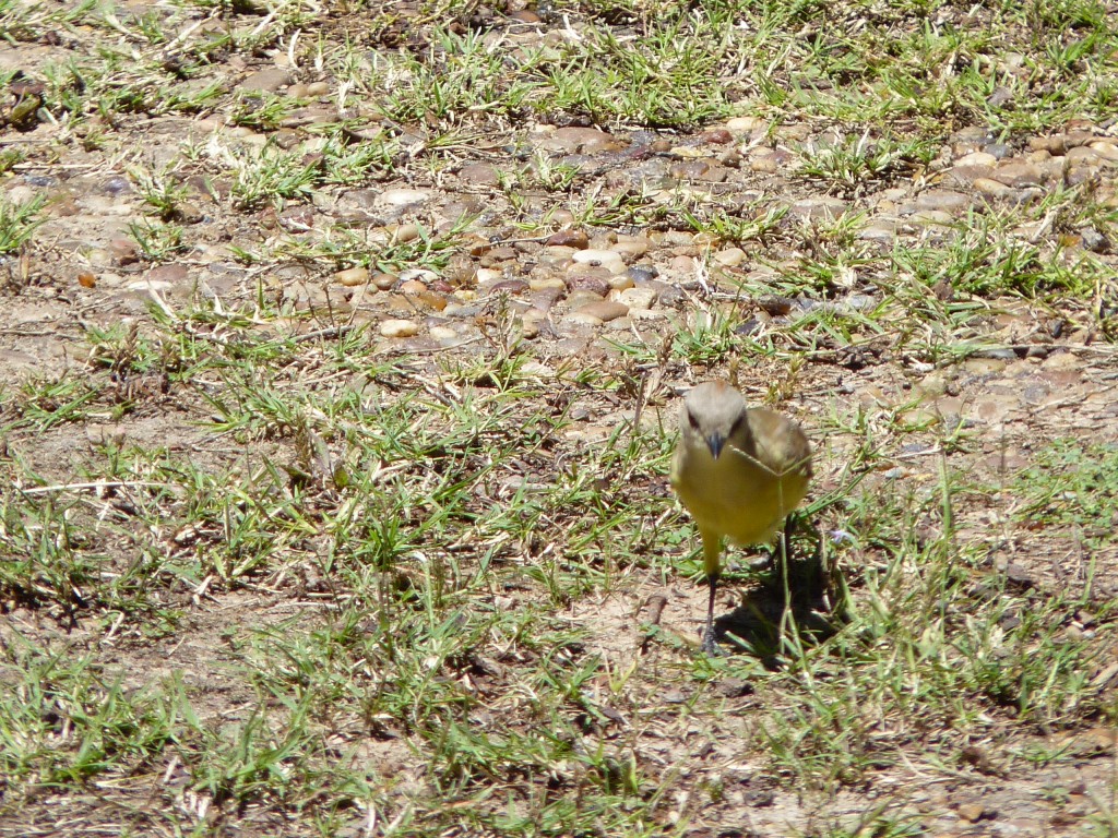 Foto: Hornero - Paraná Guazú (Entre Ríos), Argentina