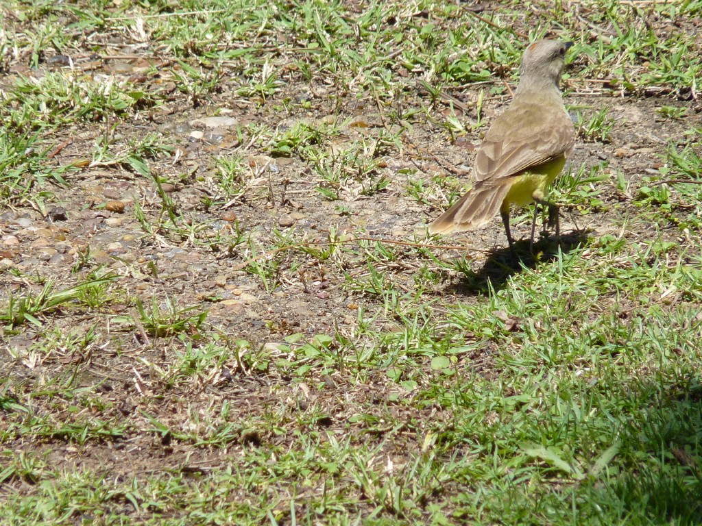 Foto: Hornero - Paraná Guazú (Entre Ríos), Argentina